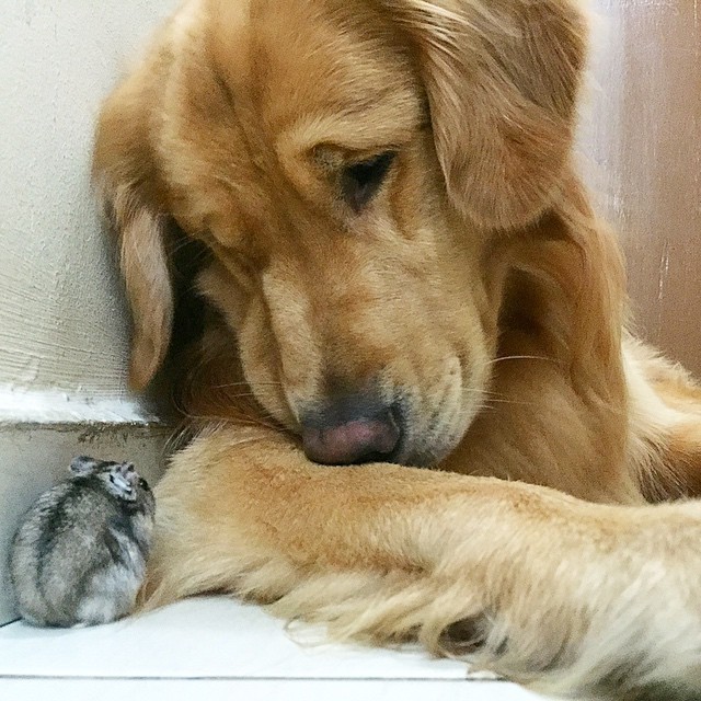 A Golden Retriever, A Hamster, And 8 Birds Are Best Friends And Live In Harmony