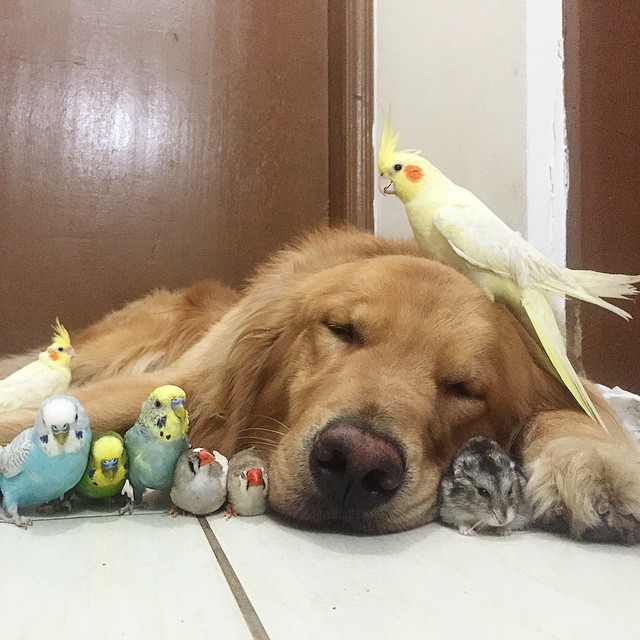 A Golden Retriever, A Hamster, And 8 Birds Are Best Friends And Live In Harmony