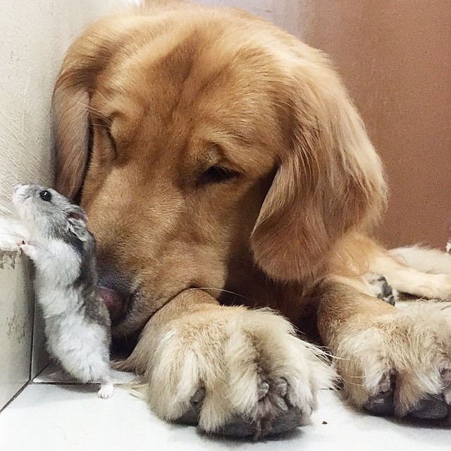 A Golden Retriever, A Hamster, And 8 Birds Are Best Friends And Live In Harmony