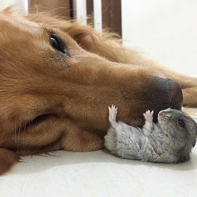 A Golden Retriever, A Hamster, And 8 Birds Are Best Friends And Live In Harmony