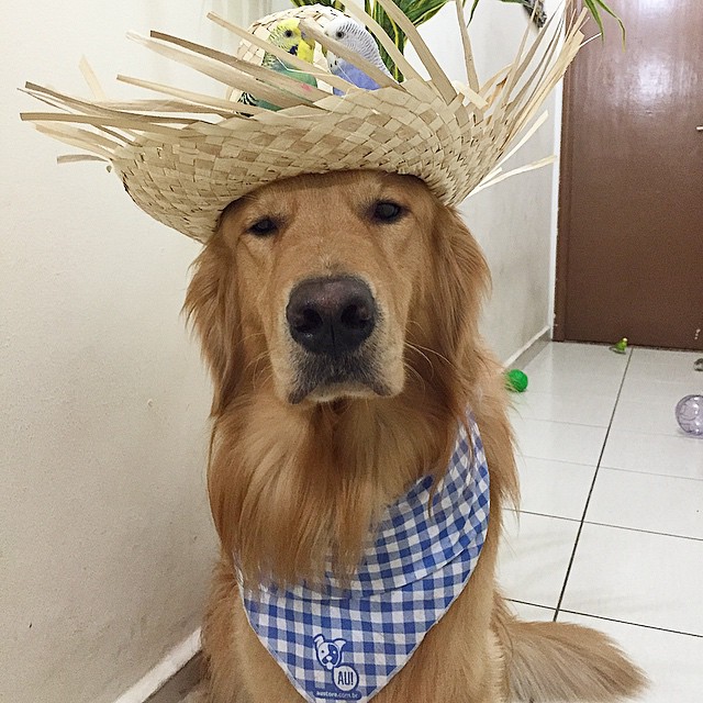 A Golden Retriever, A Hamster, And 8 Birds Are Best Friends And Live In Harmony