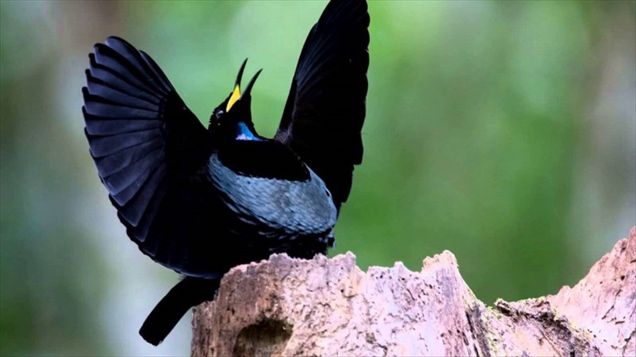 The Magnificent Riflebird Radiates with Its Lustrous Black Plumage and Shimmering Blue Scarf. – Icestech
