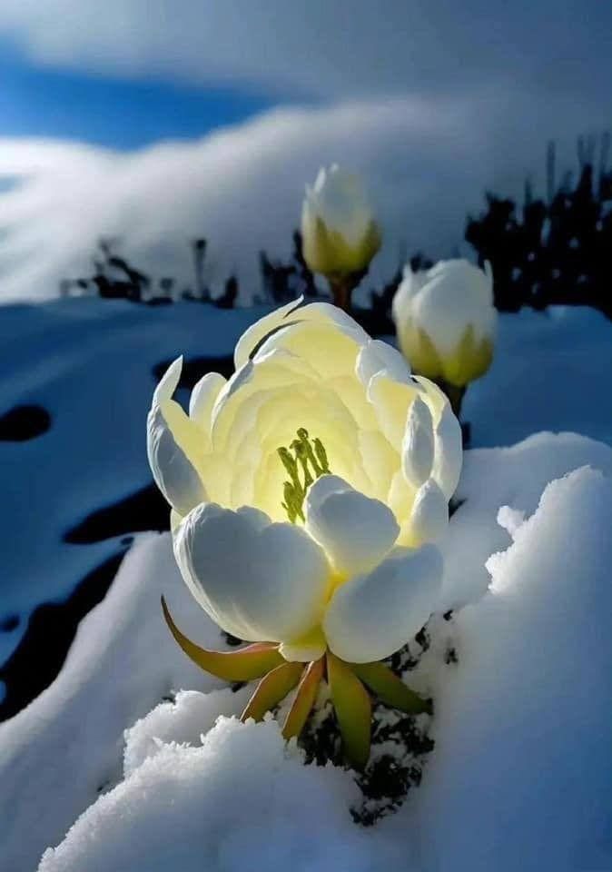 The mystery of Snow Lotus: A rare flower that blooms once every 7 years in Tibet.