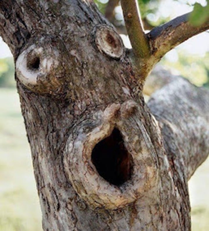 Loạt cây cối có hình dáng khiến người nhìn từ 'đỏ mặt' đến cười không ngớt - 8