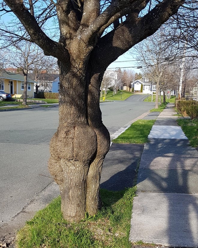 A series of trees with amusing shapes that make people blush or burst ...