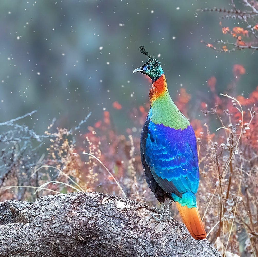 The Shimmering Spectacle: This Iridescent Bird is a Sight to Behold