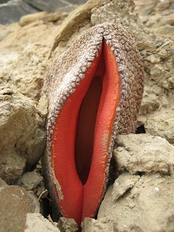 The Strange And Fascinating Hydnora Africana A Parasitic Plant With An Unusual Appearance And