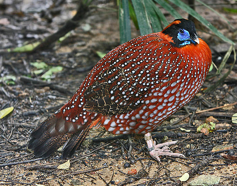 A Feathered Fashionista: The Flame Orange Bird with a Bowtie