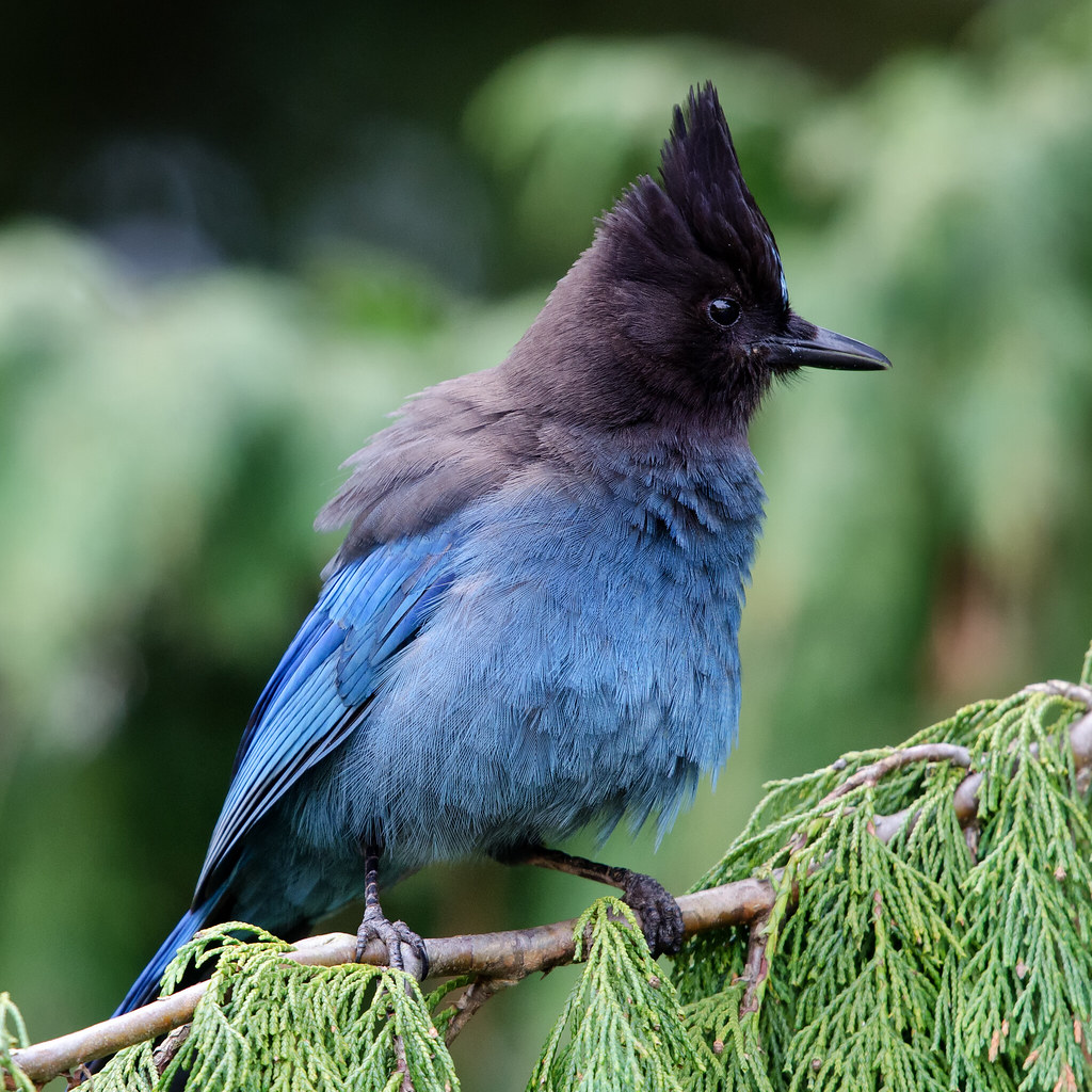 An impressive triangular crest and a perfectly delineated black and blue demarcation, combine to create a truly stellar avian beauty – meet Stellers jay!