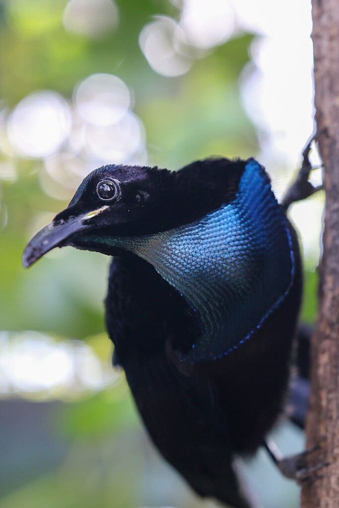 The Magnificent Riflebird: A Striking Sight with Its Velvet Black Coat and Iridescent Blue Scarf