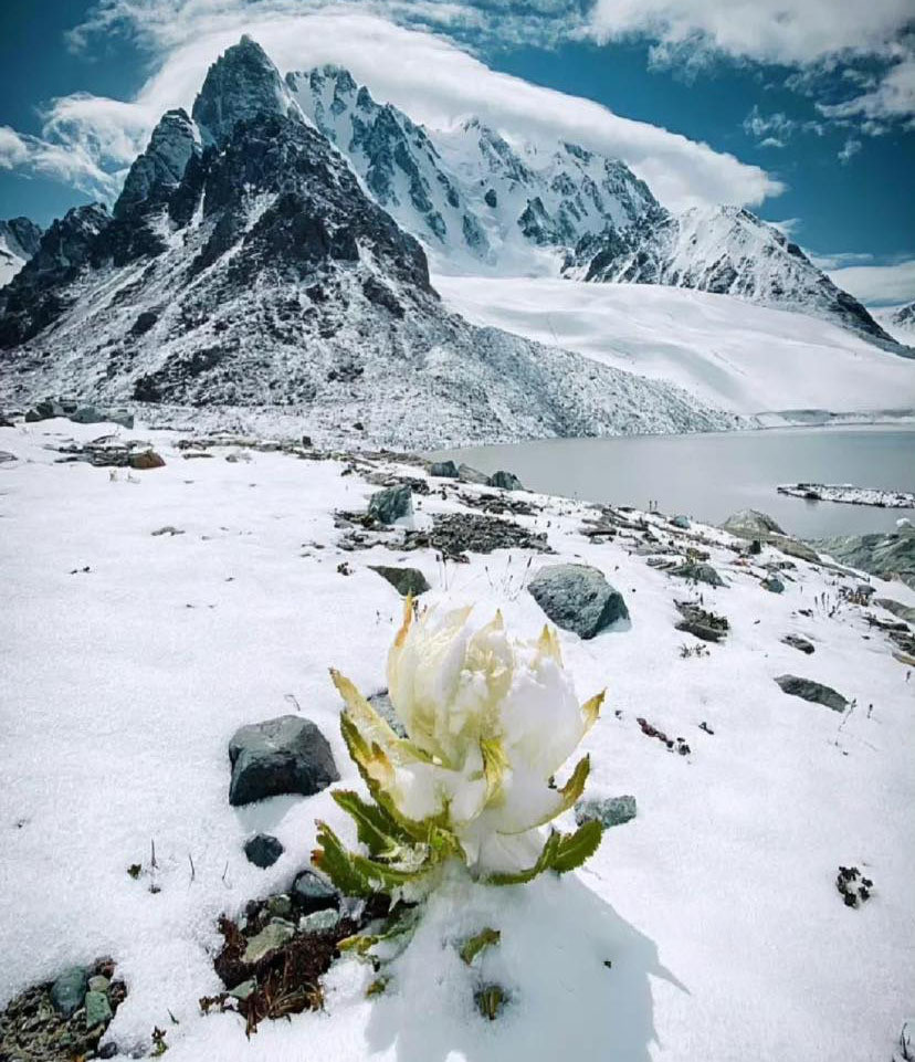 The mystery of Snow Lotus: A rare flower that blooms once every 7 years in Tibet.