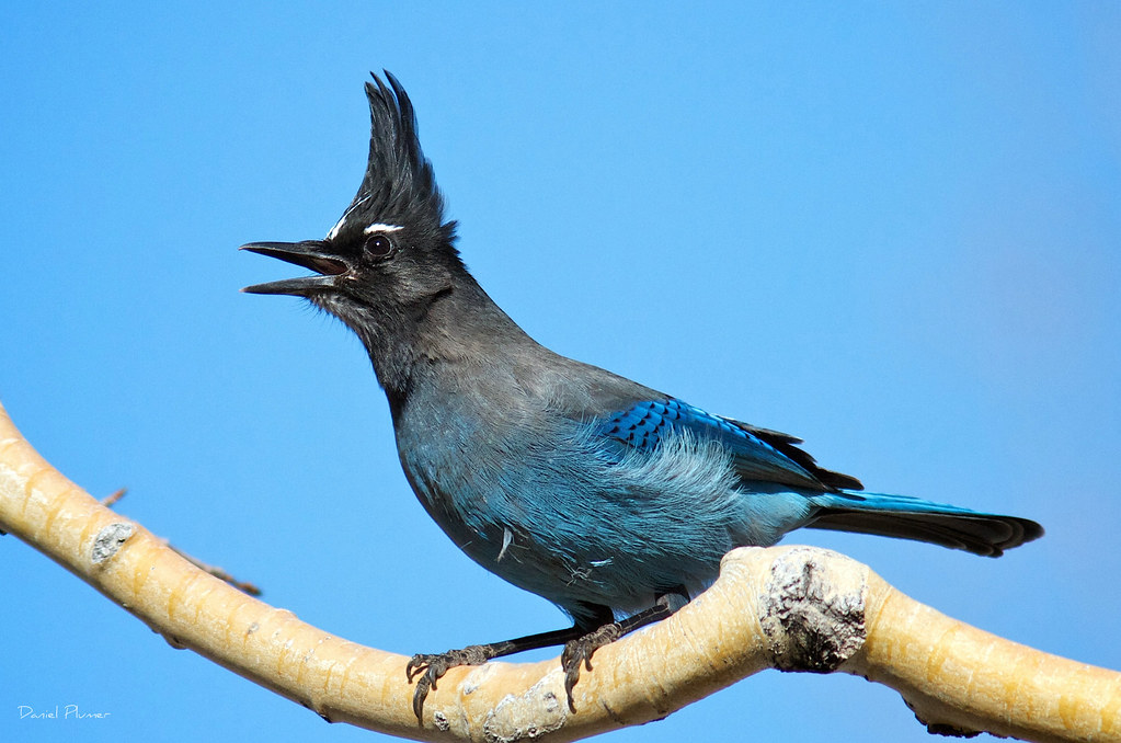 An impressive triangular crest and a perfectly delineated black and blue demarcation, combine to create a truly stellar avian beauty – meet Stellers jay!