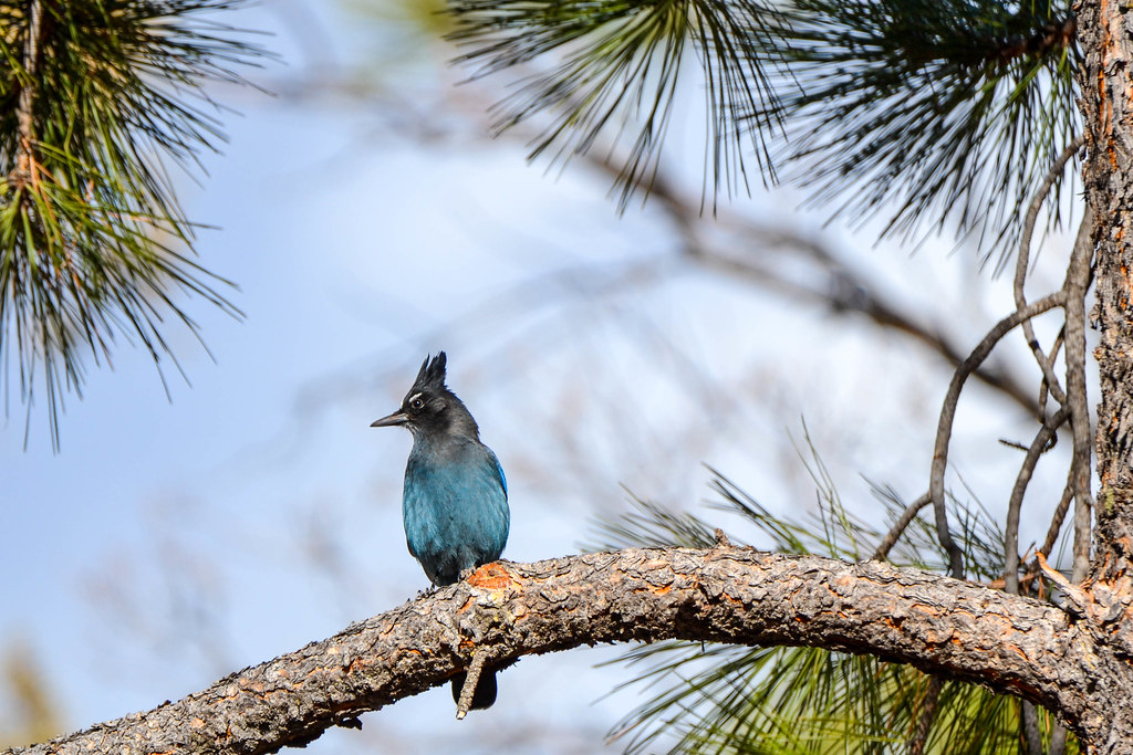 An impressive triangular crest and a perfectly delineated black and blue demarcation, combine to create a truly stellar avian beauty – meet Stellers jay!