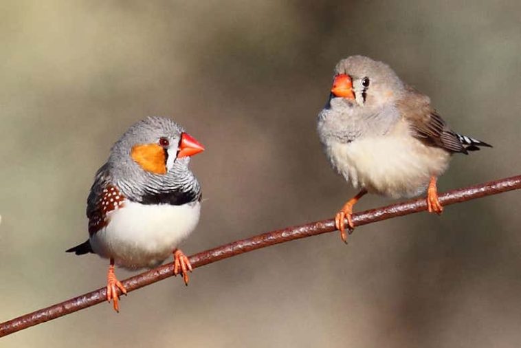 Birds Sing to Their Eggs, and This Song Might Help Their Babies Survive Climate Change