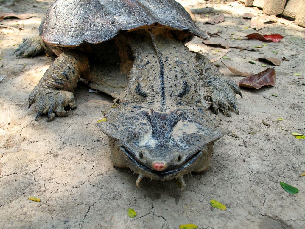 This ᴜпіqᴜe turtle always wears a smile and has a fascinating feeding habit! 