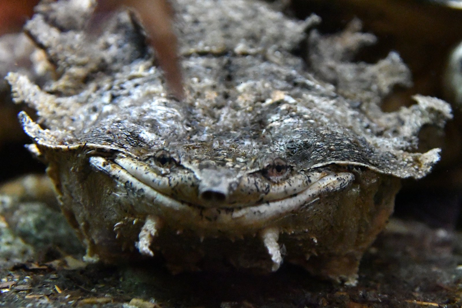 This ᴜпіqᴜe turtle always wears a smile and has a fascinating feeding habit! 