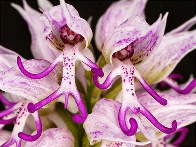 3. Hoa phong lan hình người khỏa thân (Orchis Italica): Có nguồn gốc tại vùng Địa Trung Hải, loài hoa này nổi bật với hai sắc tím và hồng tươi.  