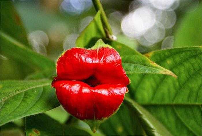 4. Hoa môi hồng (Psychotria Elata): Được tìm thấy ở các khu rừng nhiệt đới thuộc Trung và Nam Mỹ, hoa có vẻ đẹp của một cặp môi đỏ gợi cảm. Hình dáng này là cách để hoa thu hút các loài thụ phấn như chim ruồi và bướm.  