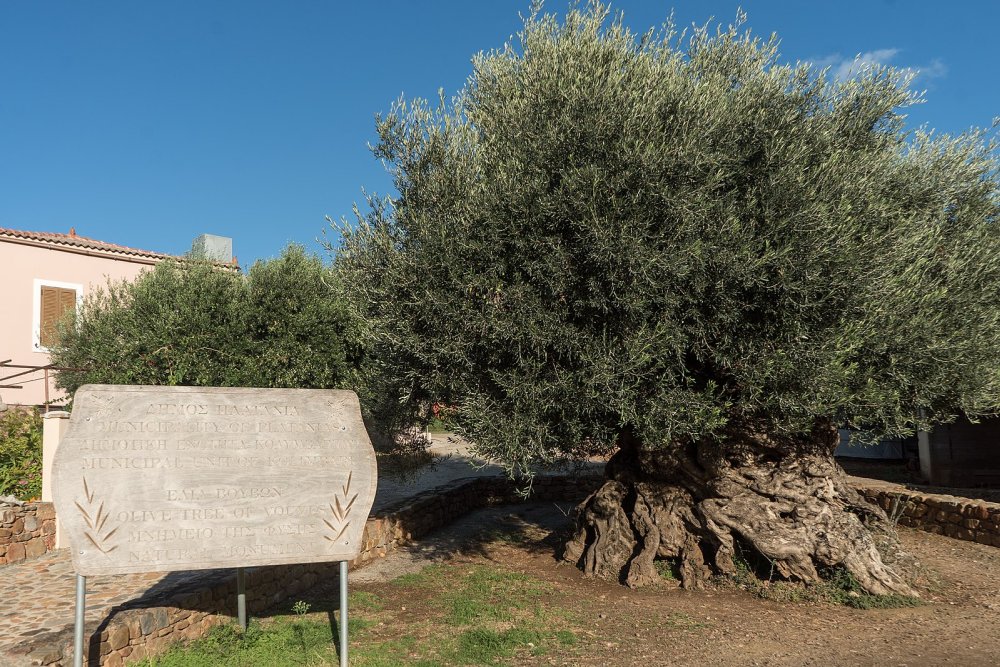 oldest olive tree ano vouves 2