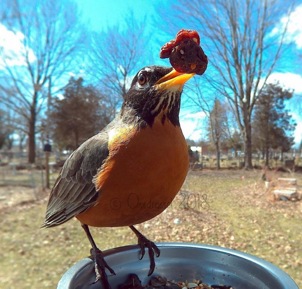 Woman Sets Up Tiny Feeder Cam to Capture Birds Eating in Her Backyard (25 Pics)