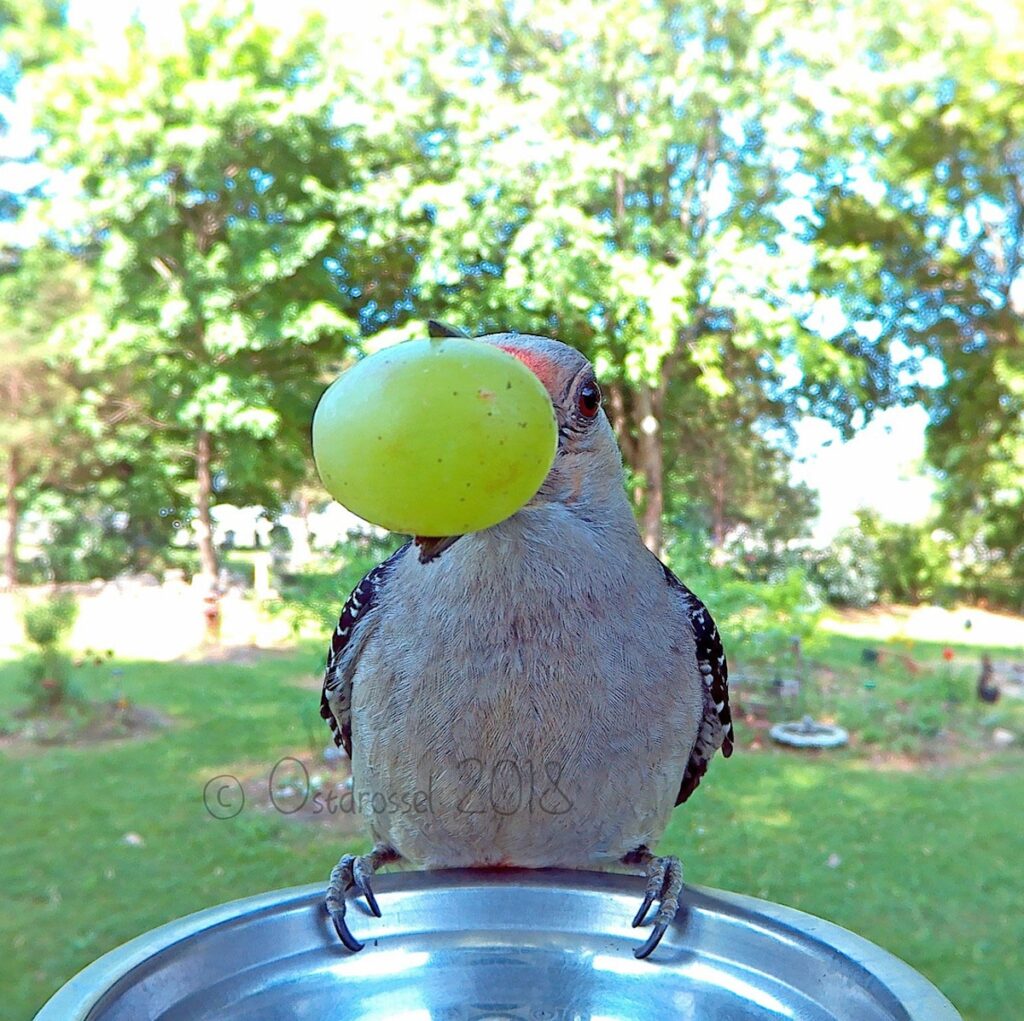 Woman Sets Up Tiny Feeder Cam to Capture Birds Eating in Her Backyard (25 Pics)