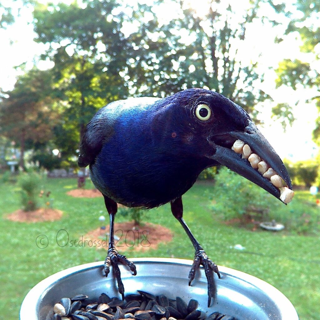 Woman Sets Up Tiny Feeder Cam to Capture Birds Eating in Her Backyard (25 Pics)