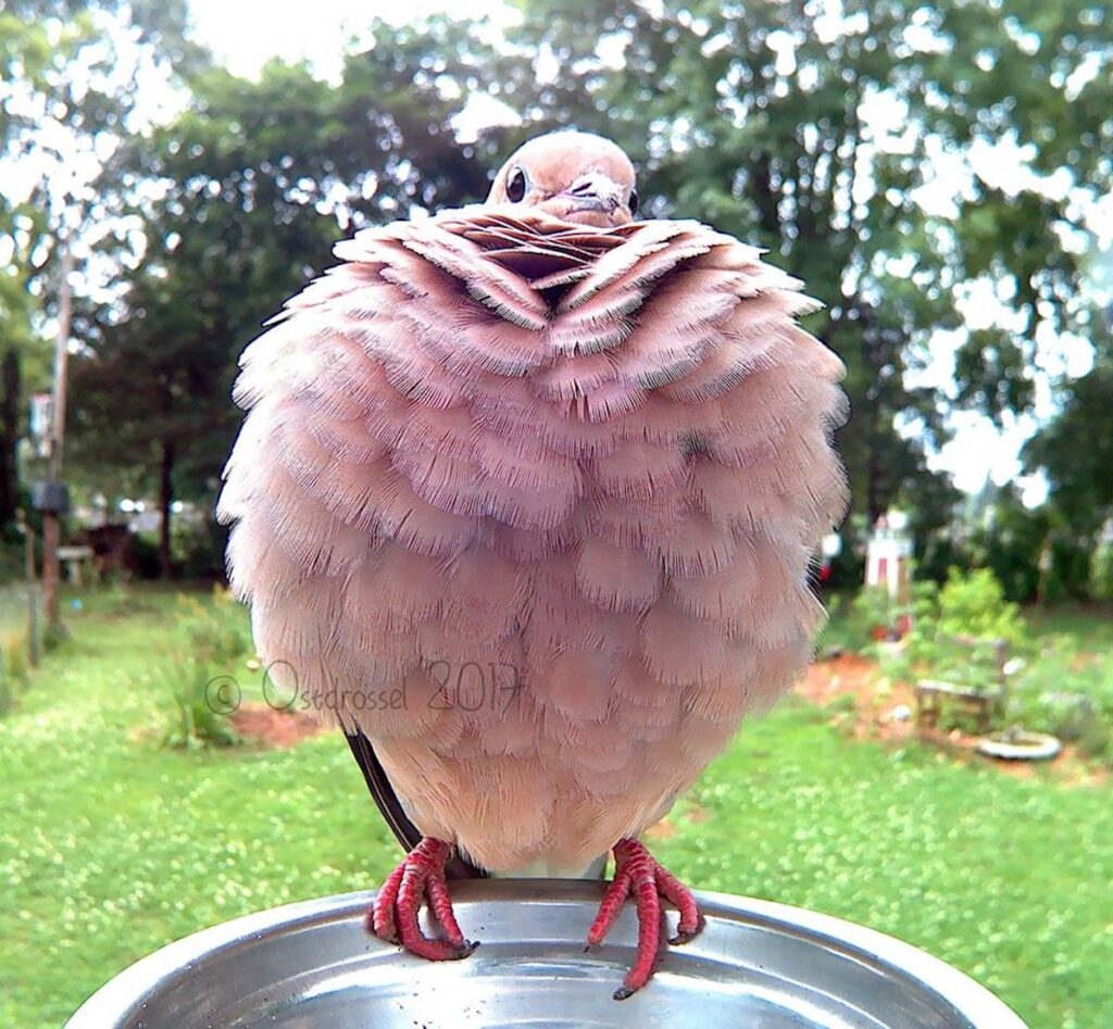 Woman Sets Up Tiny Feeder Cam to Capture Birds Eating in Her Backyard (25 Pics)