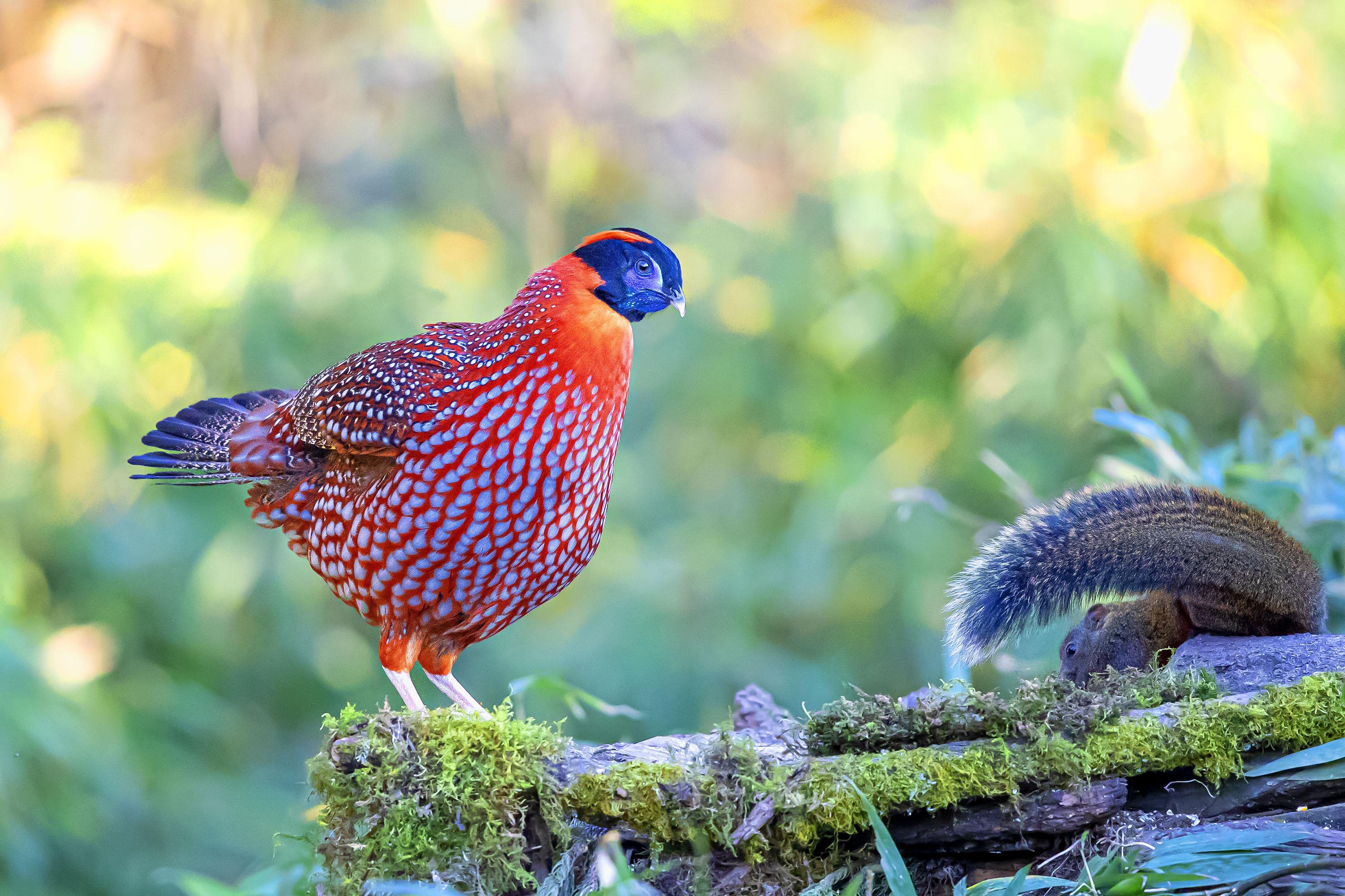 A Feathered Fashionista: The Flame Orange Bird with a Bowtie