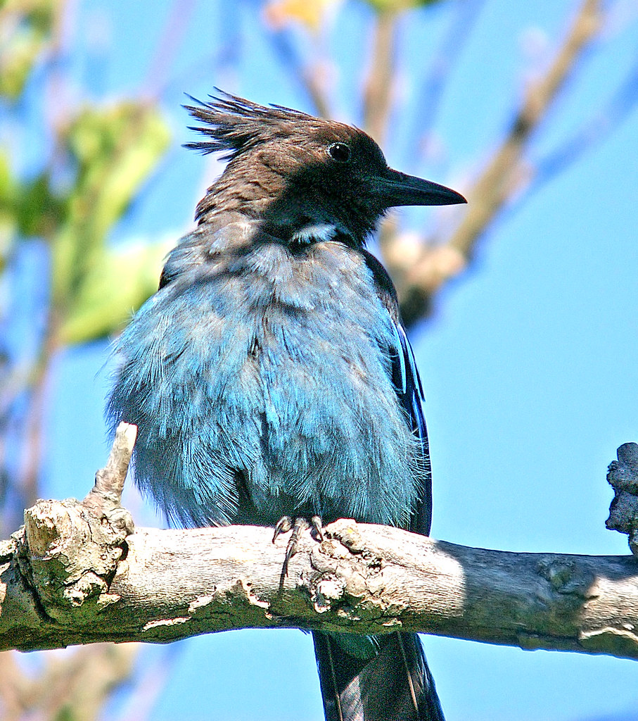 An impressive triangular crest and a perfectly delineated black and blue demarcation, combine to create a truly stellar avian beauty – meet Stellers jay!