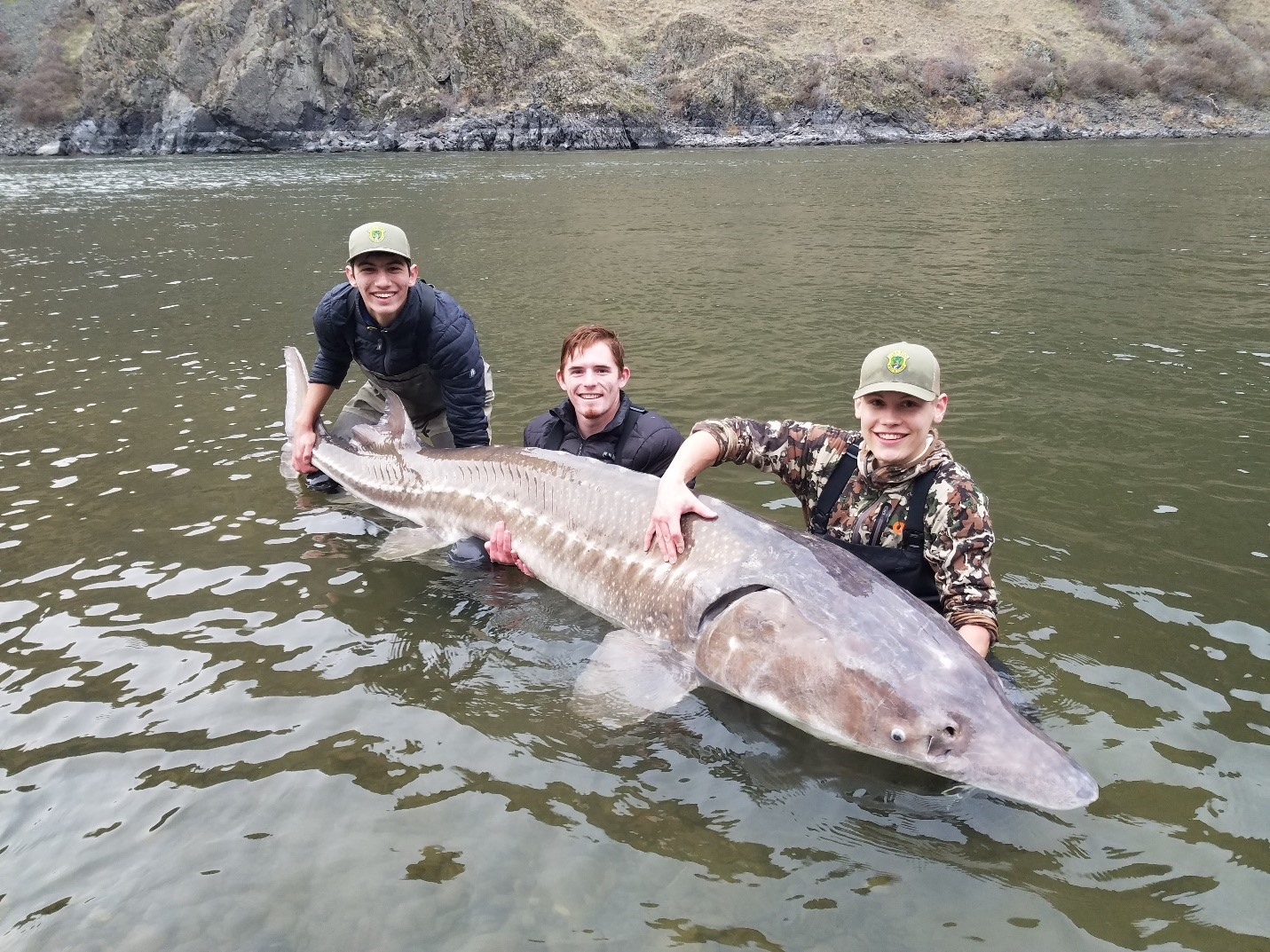 125-Year-Old Lake Sturgeon is Believed to Be The Largest Ever