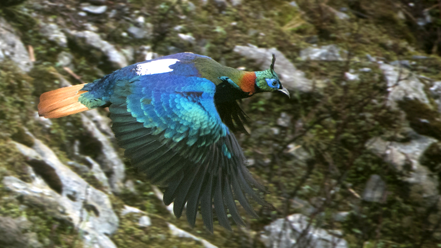 The Shimmering Spectacle: This Iridescent Bird is a Sight to Behold