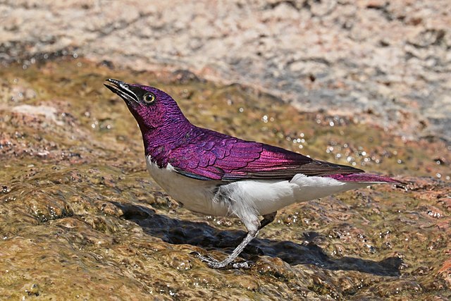 Meet The Violet-Backed Starling – The Stunning Flying Gemstone