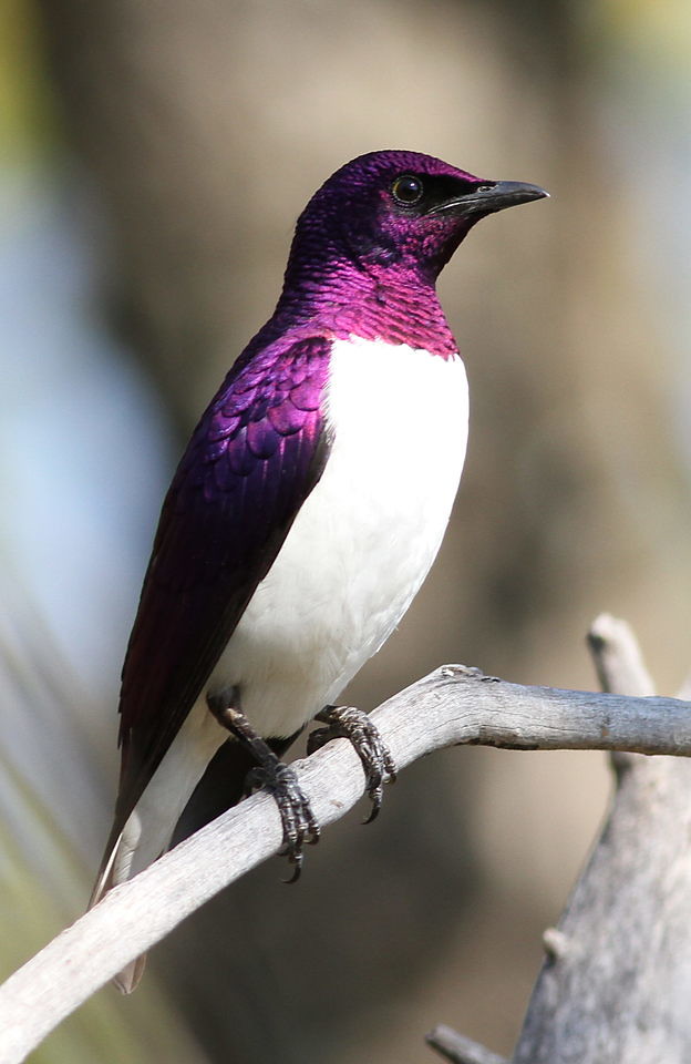 Meet The Violet-Backed Starling – The Stunning Flying Gemstone