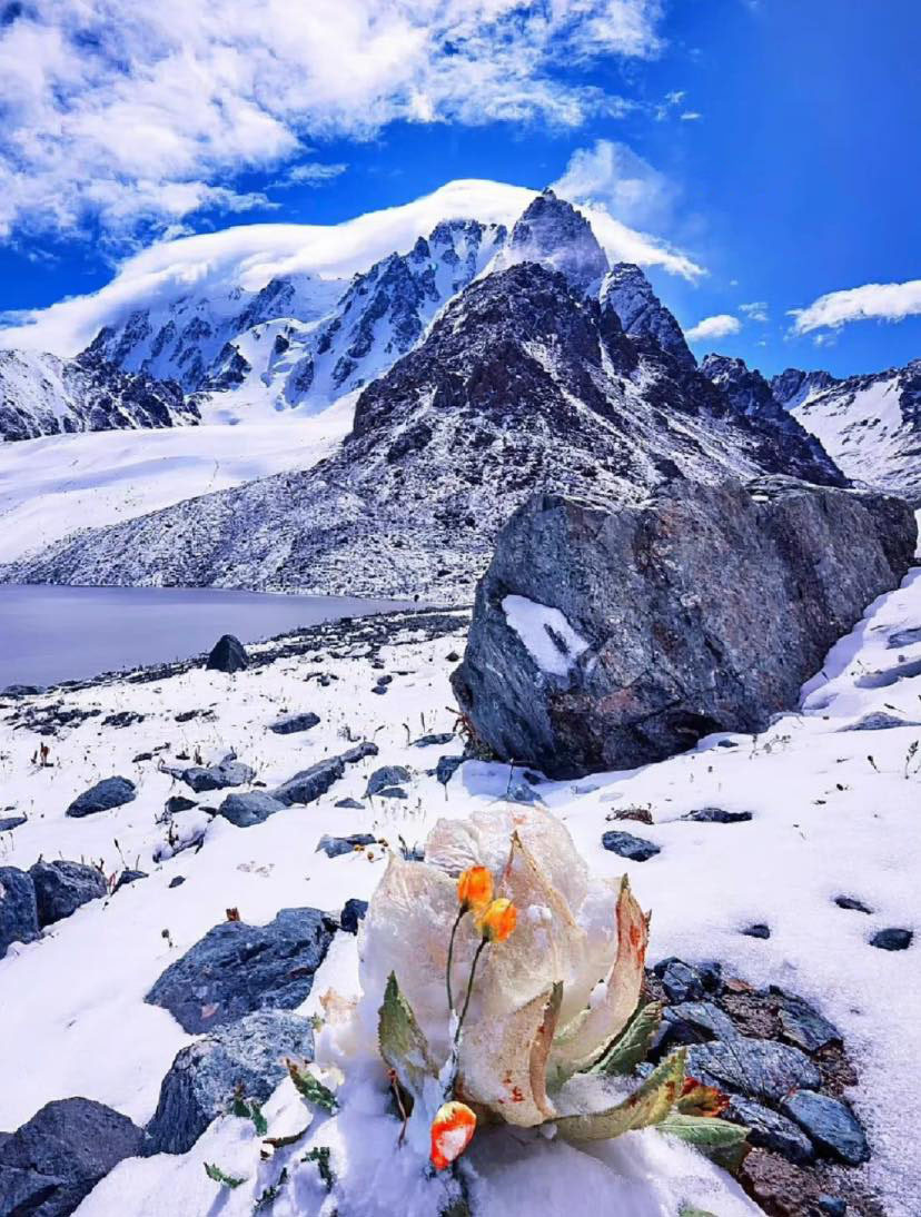 The mystery of Snow Lotus: A rare flower that blooms once every 7 years ...