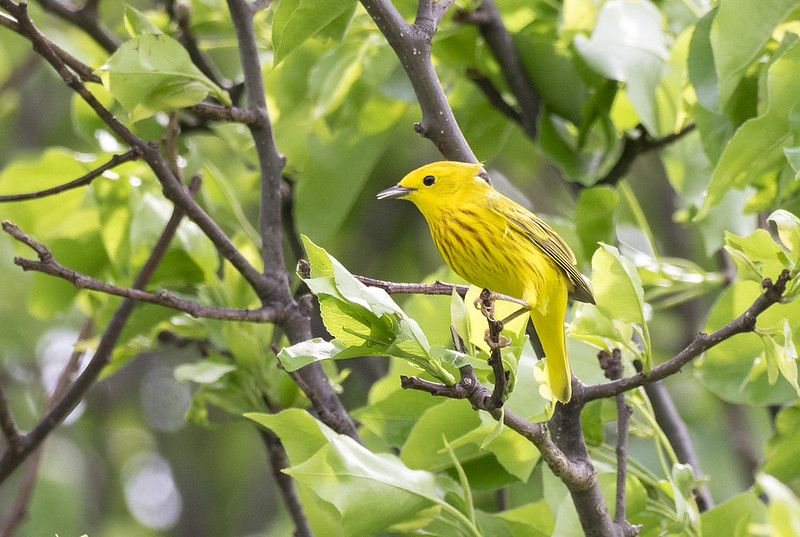 Meet The Yellow Warbler, A Bird That Is By Far The Brightest Of Its Species, Covered From Tail To Head In Eye-catching Yellow Hues Flecked With Rufous