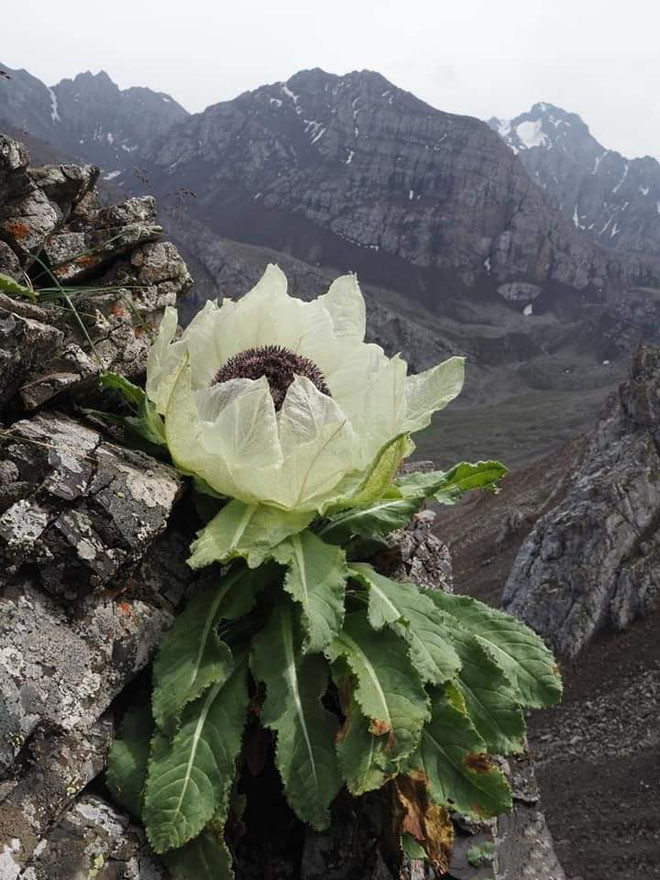 The mystery of Snow Lotus: A rare flower that blooms once every 7 years in Tibet.