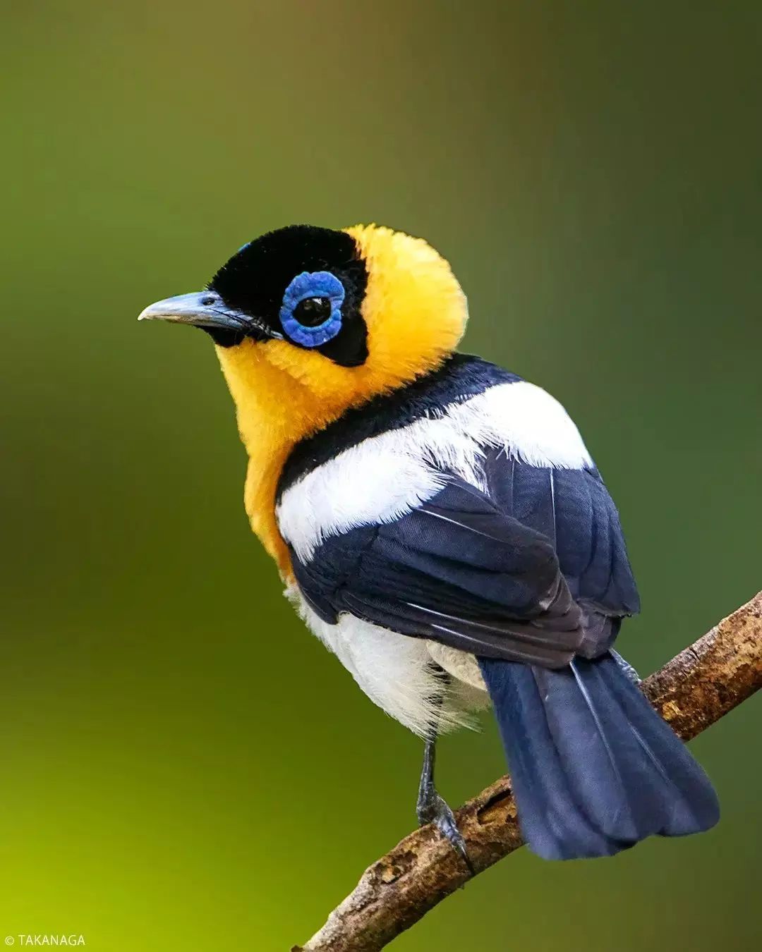 best_birds_planet@instagram on Pinno: Ochre-collared Monarch (male),  Nimbokran...