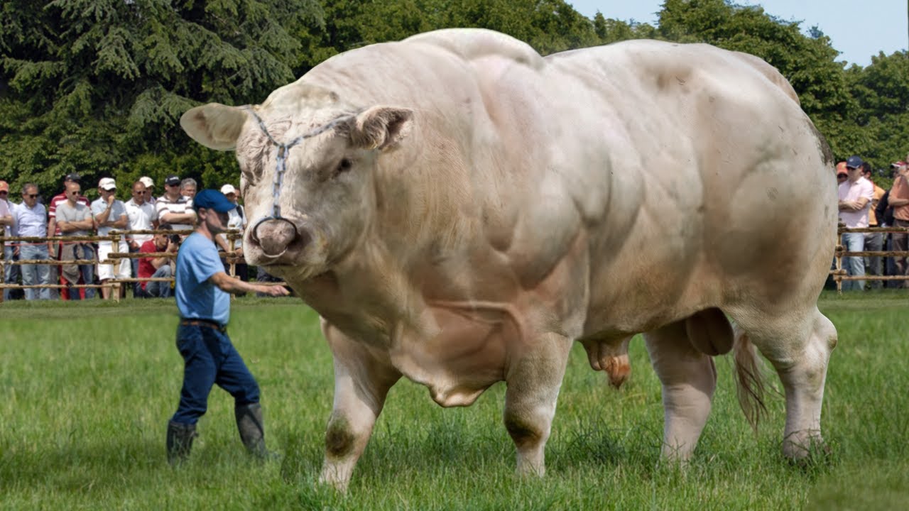 The world's largest bull is 40 feet tall and weighs 8 tons, with a ...