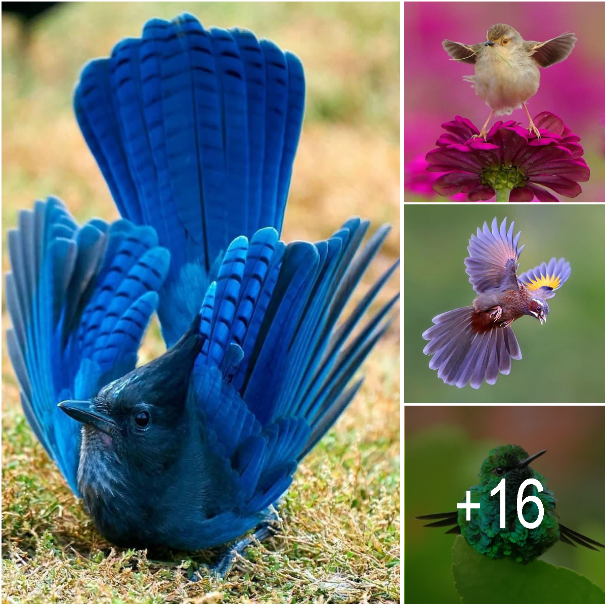 16 Unique Birds That Can Stun You With Their Beauty (Pics & Video)