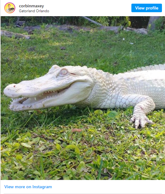 Two Albino Alligator Babies Were Born At Wild Florida Zoo In Florida