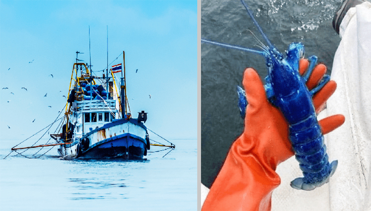 Man Catches ‘One in Two Million’ Blue Lobster, And Throws It Back Into The Water.h - Puppy Blog