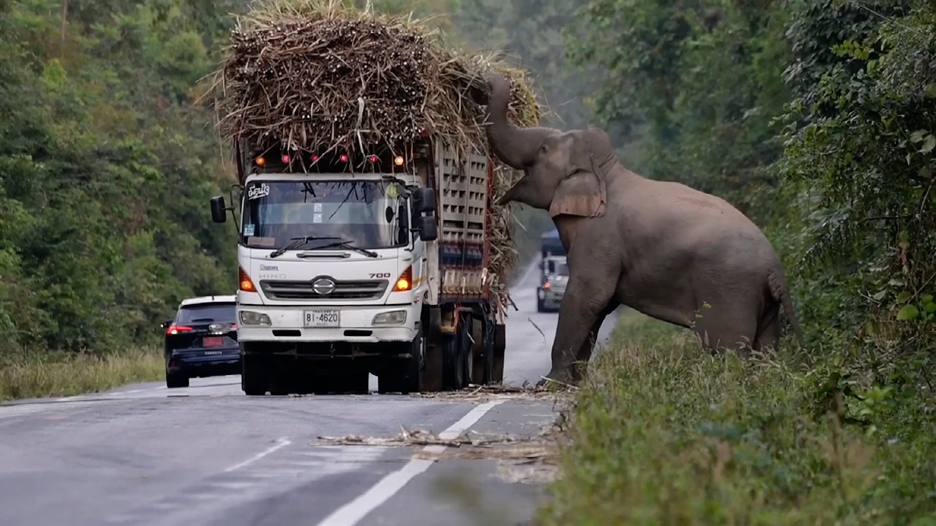 Cute Moment Captured as Greedy Wild Elephant Halts Passing Trucks to ...