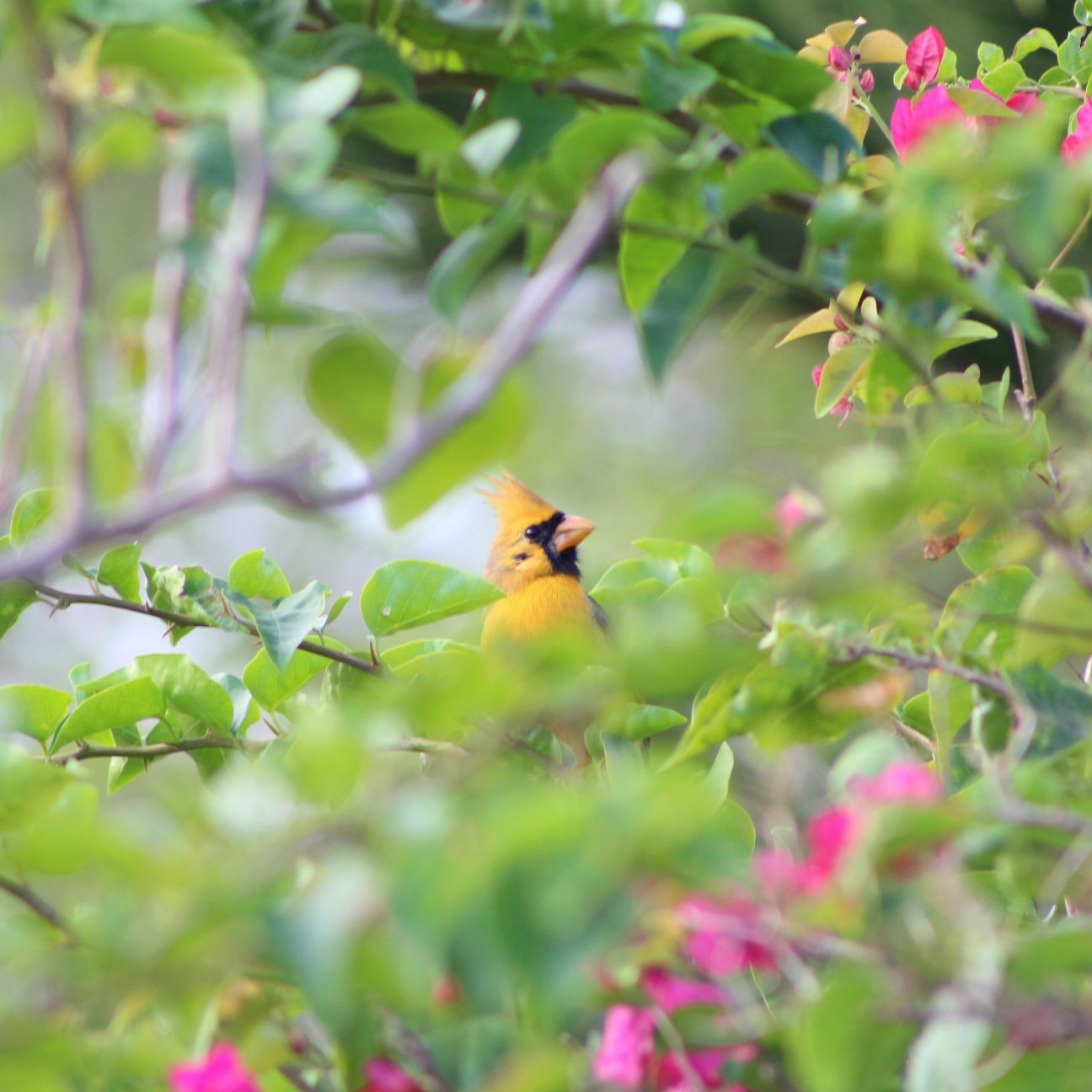 A Bright Yellow Bird That Really Is One In A Million Meet The Yellow   191016104627 02 Sunny The Cardinal 