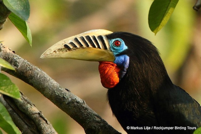 Photos - Rufous-necked Hornbill - Aceros nipalensis - Birds of the World