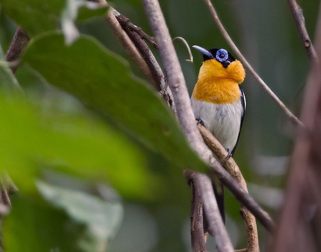 Ochre-collared Monarch - eBird