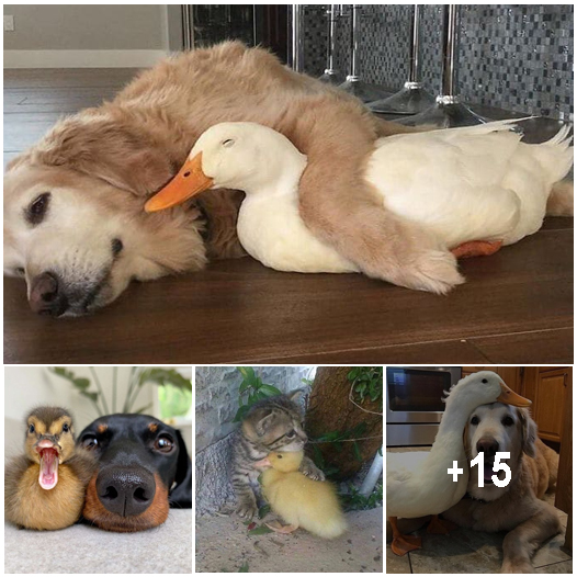 35 Wholesome Duck Pics That Will Hopefully Make You Smile Amazing Nature