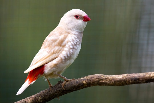 Meet The Silver Diamond Firetail - The Bird Who Looks Like A Real Life Angel (8 pics) - Kingdoms TV