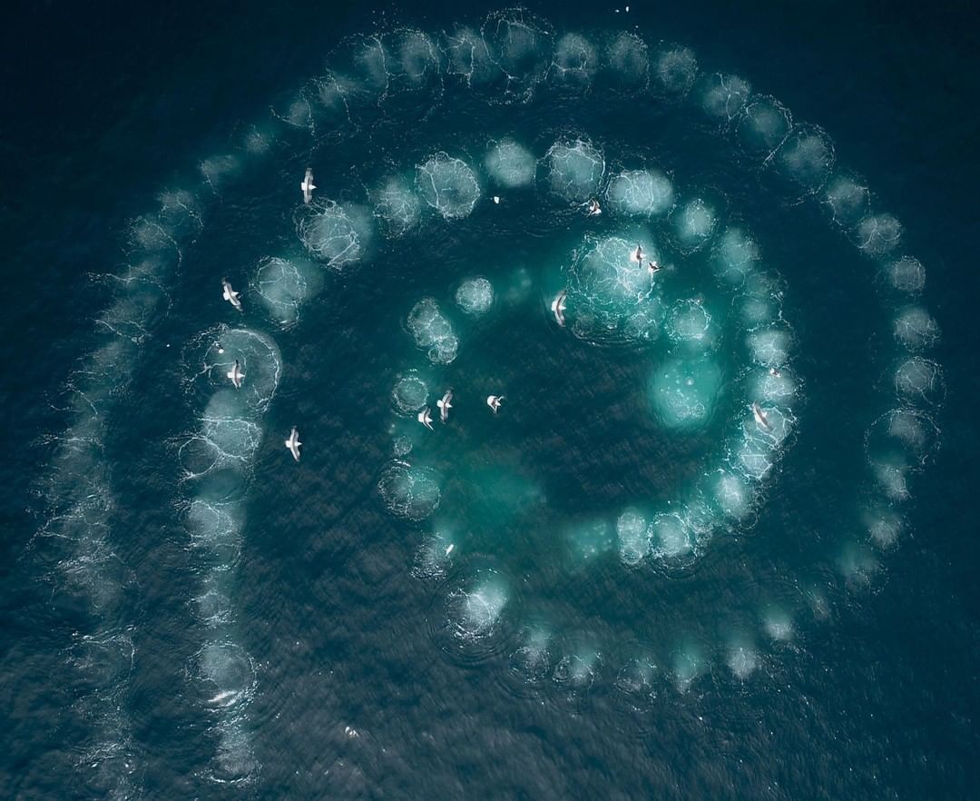 Bubble-net feeding is a unique and complex feeding behaviour used by  humpback whales. The whales blow bubbles as they rise up … | Humpback  whale, Whale, Great whale