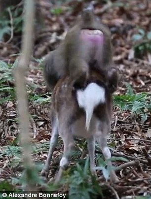 While the macaque did seem to ejaculate, the researchers note that penetration did not occur, as the penis was directed at the back and not the genital area of the deer