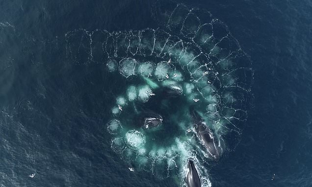 Mesmerising footage shows humpback whales creating spiral-shaped 'bubble  nets' to catch their food | Daily Mail Online